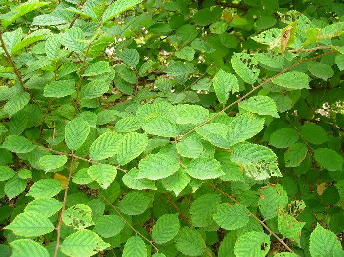 榆叶梅 prunus triloba 蔷薇科(灌木)