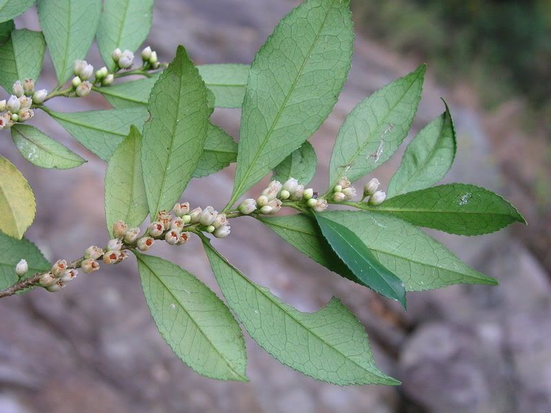 细齿叶柃 eurya nitida 山茶科(灌木/小乔木)图片