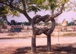 tree knot of love Pictures, Images and Photos