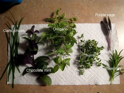 Herb on Here Are The Herbs That I Have Planted So Far  Including Basil That Is