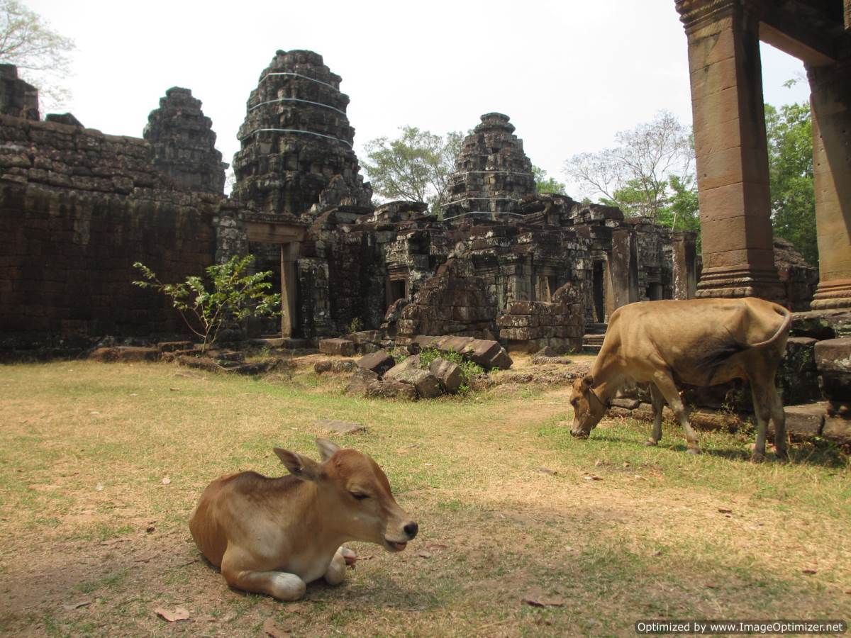  photo Angkor-Wat-cow_zpssnotq30l.jpg