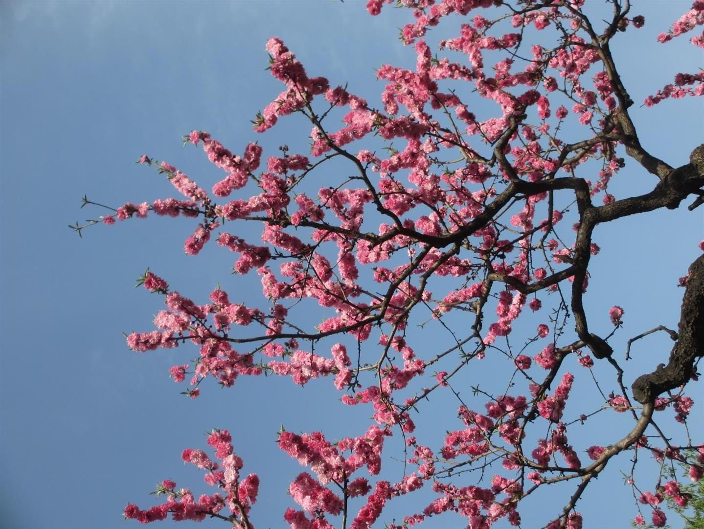  photo Beijing-park-pink-blossom_zpsfzerfldc.jpg