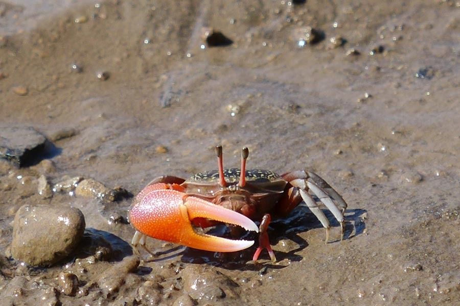  photo Lombok-gili-gede-crab_zpsidivvkg3.jpg