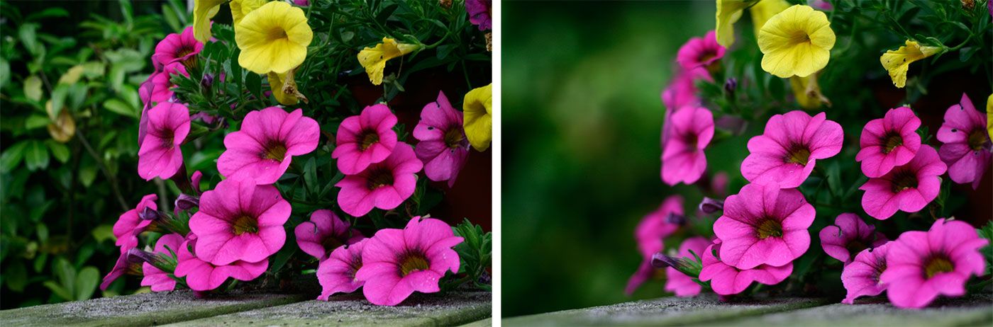  photo aperture-difference-flowers_zps2ea99659.jpg