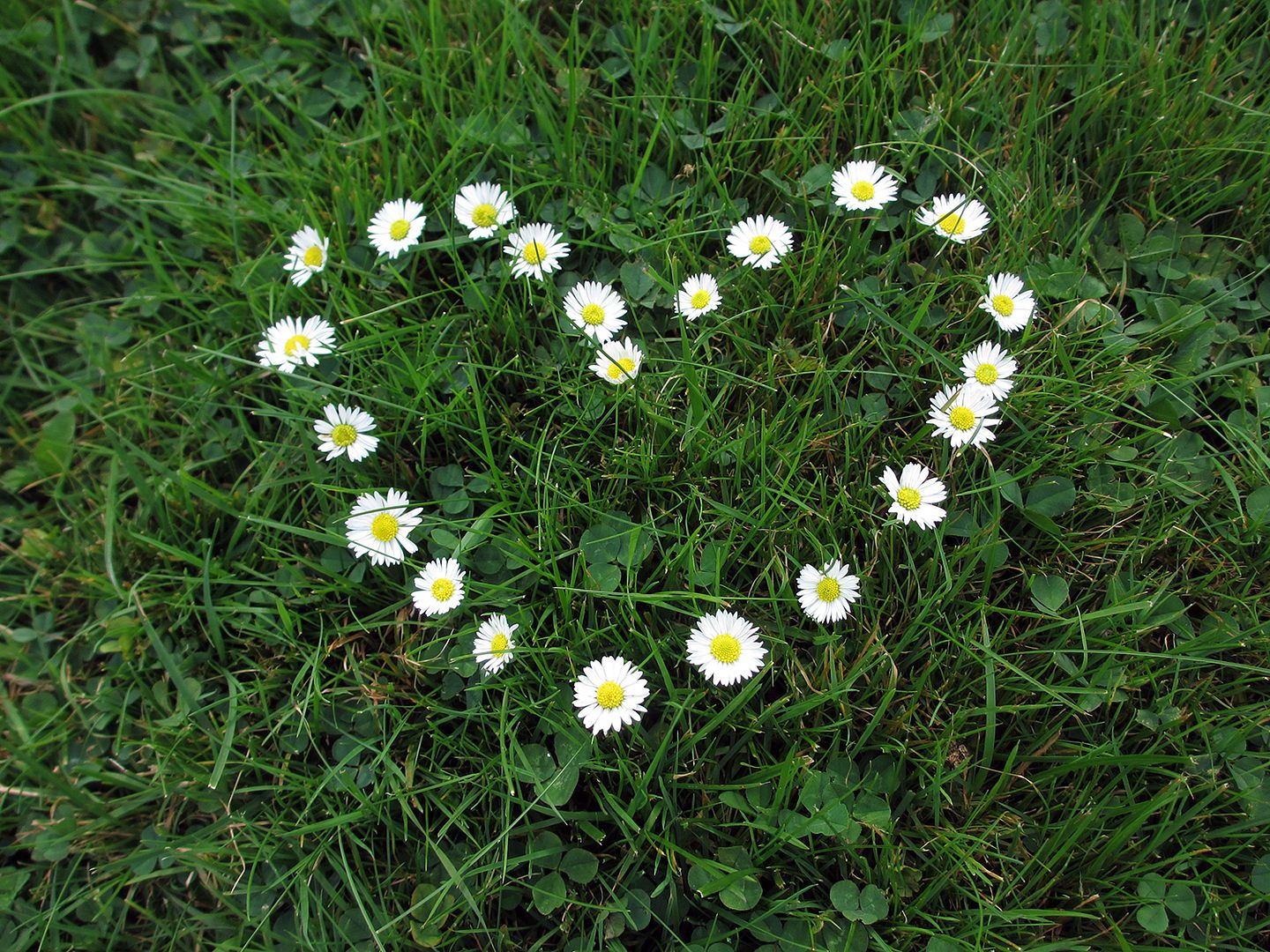  photo grass-flower-heart_zps11745f38.jpg