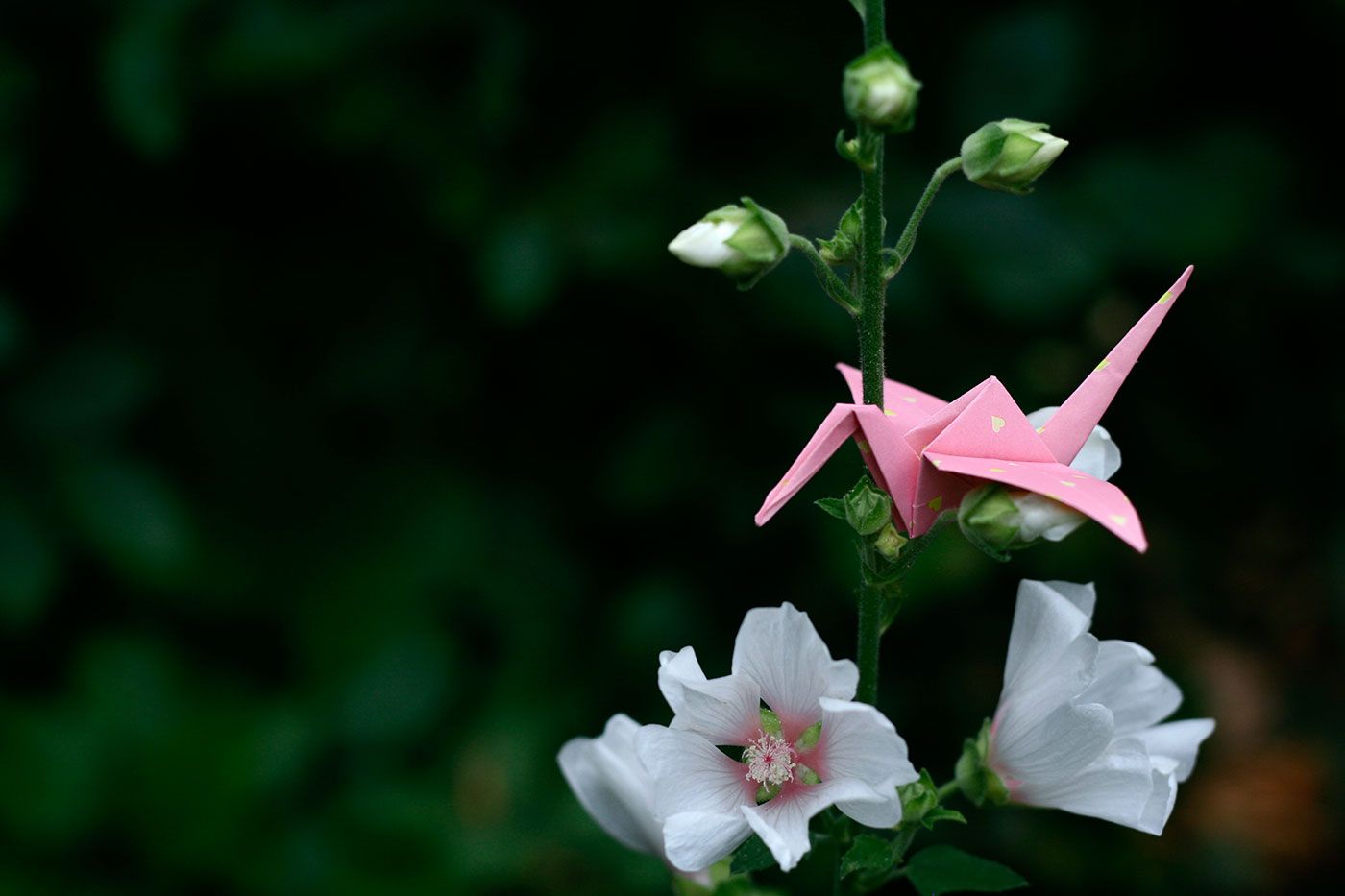  photo pink-heart-origami-crane_zps6aaaba99.jpg