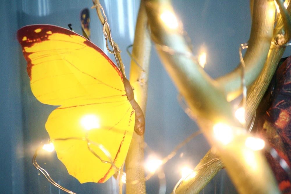  photo yellow-butterfly-fairy-lights_zpsyvxla9rf.jpg