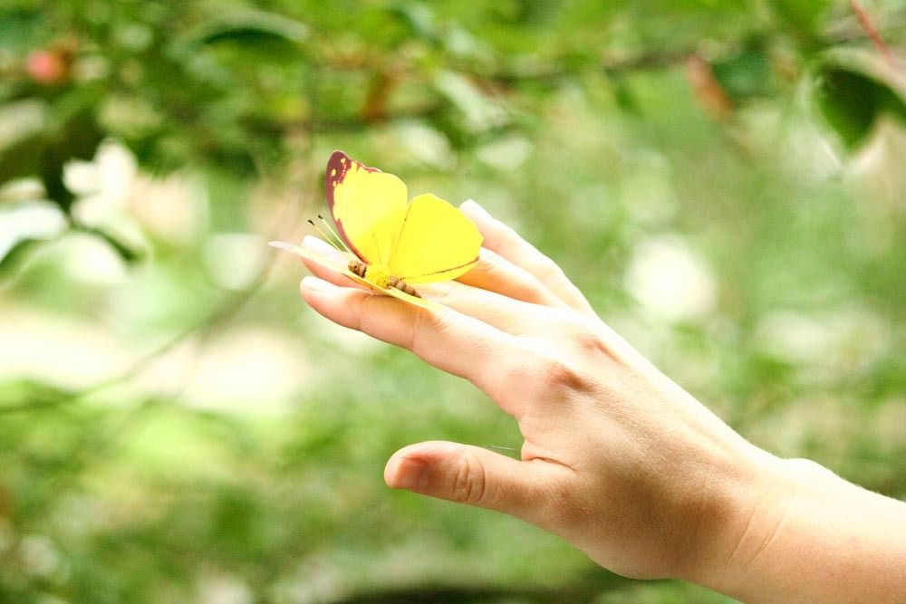  photo yellow-butterfly-hand_zpstb1xyzfx.jpg