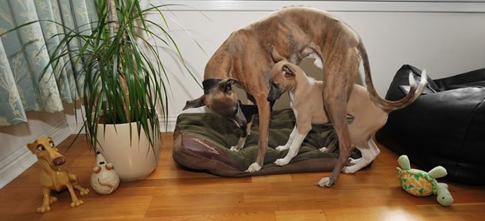 3Whippets.jpg