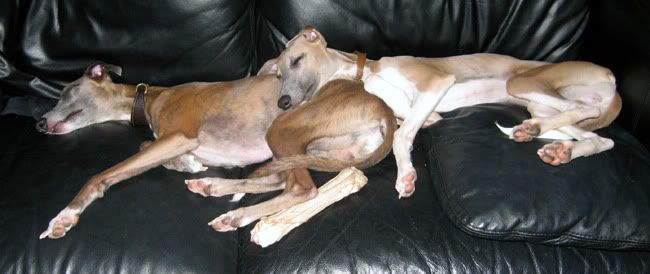 crashedwhippets.jpg