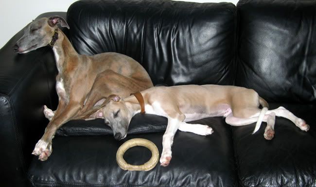 sleepywhippets.jpg