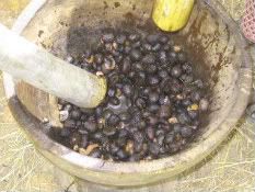 processing natural shea butter