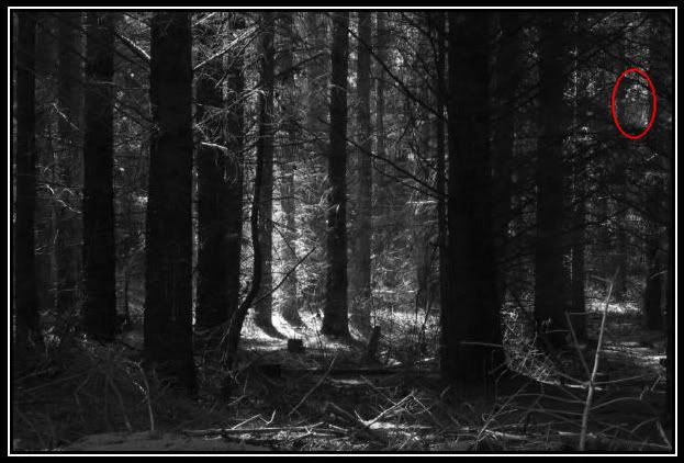 woods photo: Woods woods.jpg