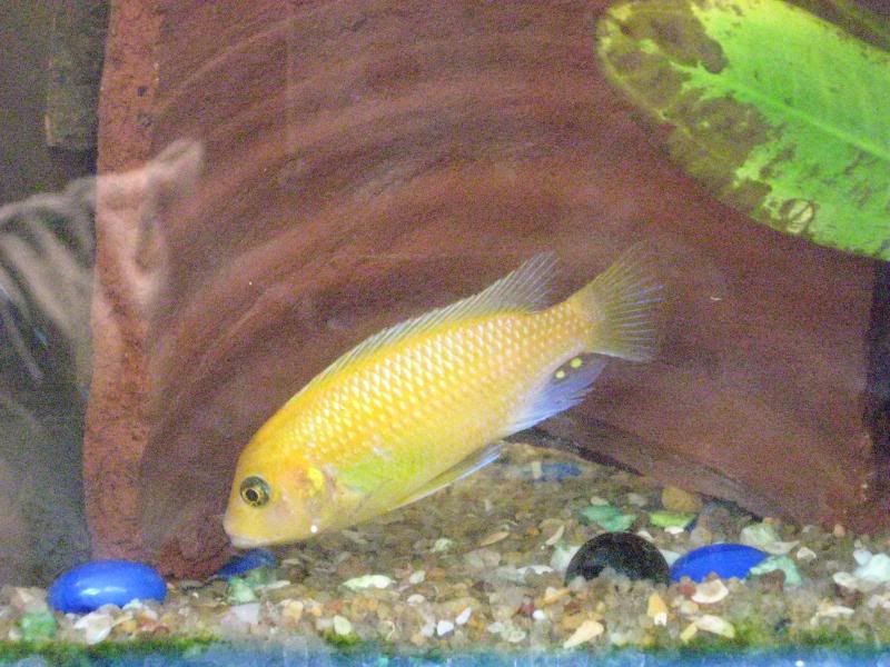 Chicklet Fish