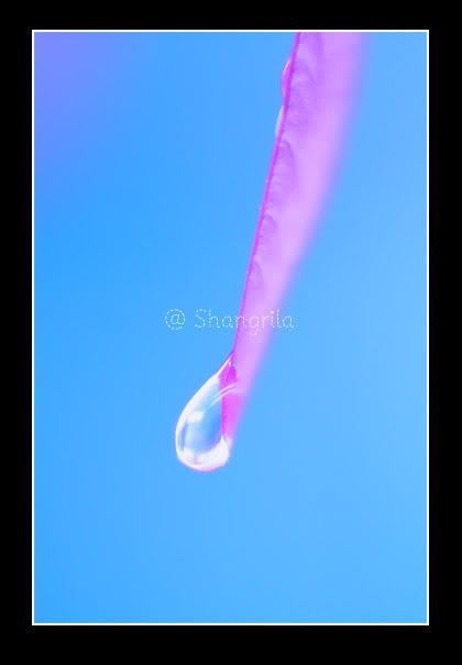 blue and pink?t1237383778