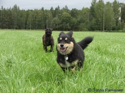 Kämppäkaveri Sandohm ja Helka(25 vko) juoksemassa koulun pellolla