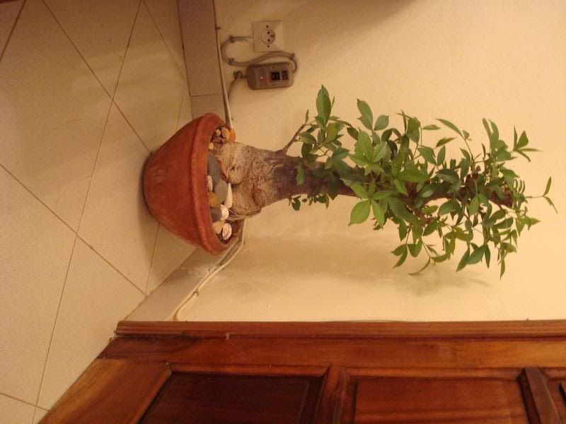 Bonsai Baobab