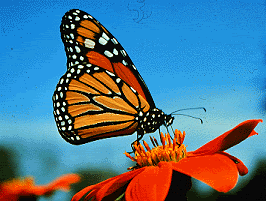 butterfly Pictures, Images and Photos