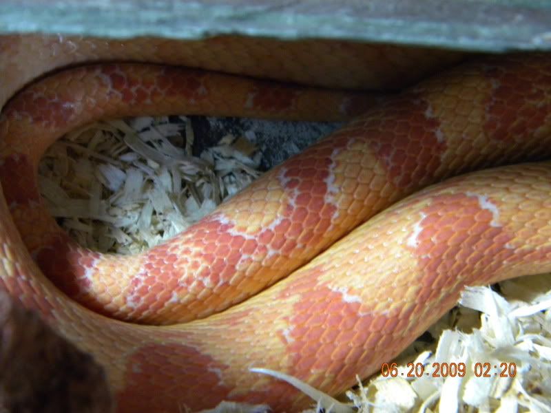Corn Snake & Cage for Sale Dendroboard