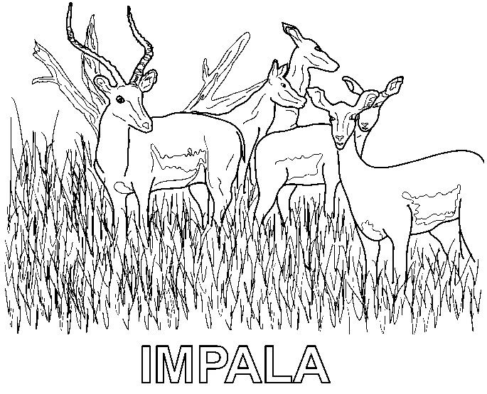 coloring pages for kids animals. Labels: animal coloring pages,