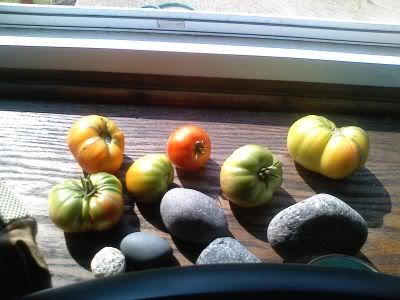 tomatoes 8-15-09