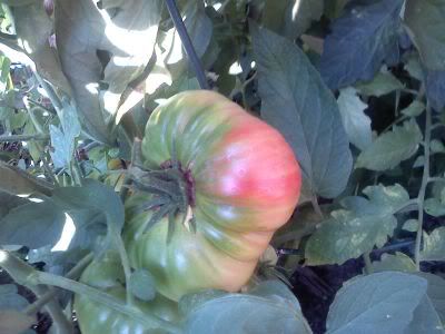 tomato 8-15-09