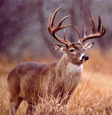 free_deer_hunting_tips_big_buck11.jpg