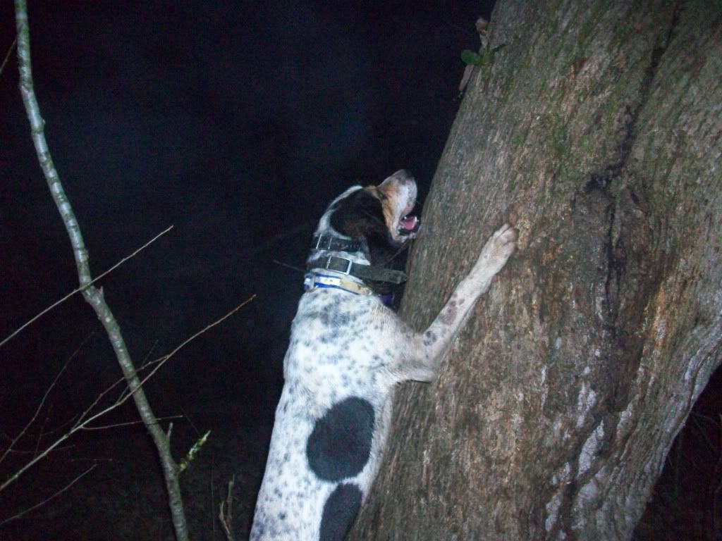 Coon Hunting Pics! Kentucky Hunting