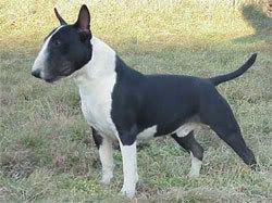 english bull terrier Pictures, Images and Photos