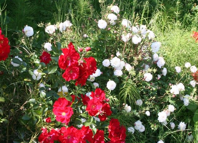 Le Rose Tappezzanti Inibiscono Le Erbacce Pagina 2 Forum Giardinaggio