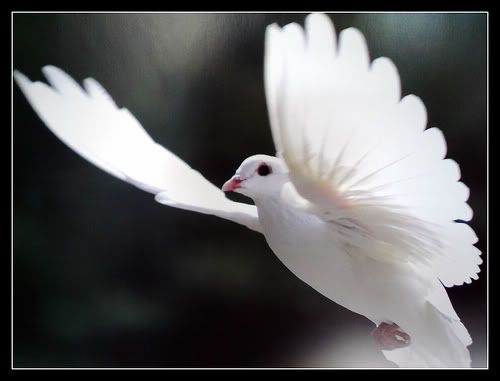 White Dove Pictures, Images and Photos