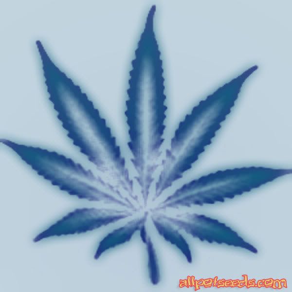 cool pot leaf Pictures, Images and Photos