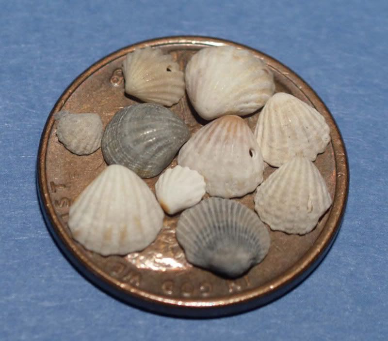 sea shells I found