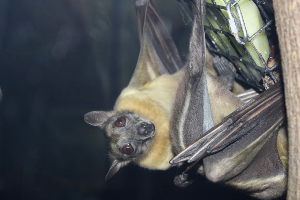 IMAGE: http://i147.photobucket.com/albums/r320/bjbkmbkebmab/IMG_0606.jpg