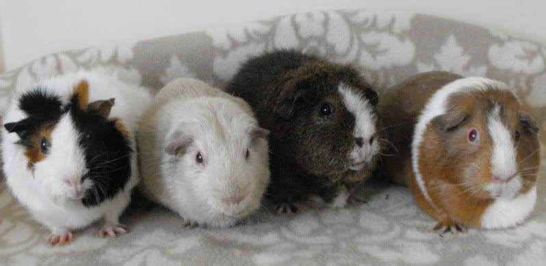 4Sows-SaffPegPandyMeg.jpg