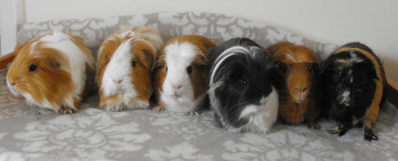 6Boys-EliErrolHarryKingFrankDex.jpg