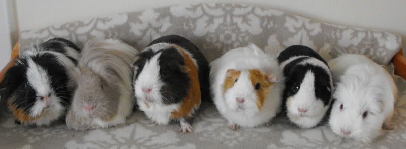 6Sows-DeliSophJasWillaBreeGwen.jpg