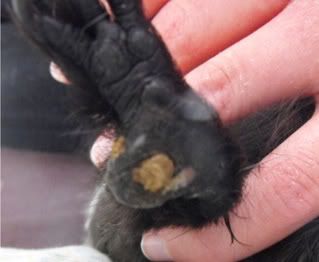 DelCallous.jpg