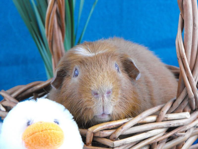 EasterFRANKIEface.jpg