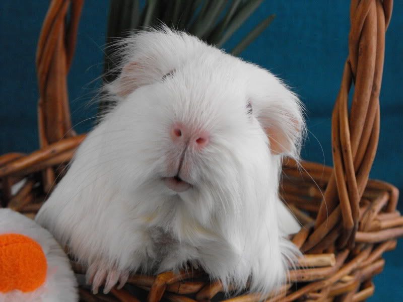 EasterGWENIVEREface.jpg