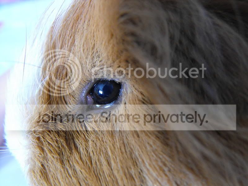 ErrolsEye1.jpg