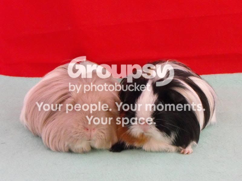 GirlsXmasPhotoGroup.jpg