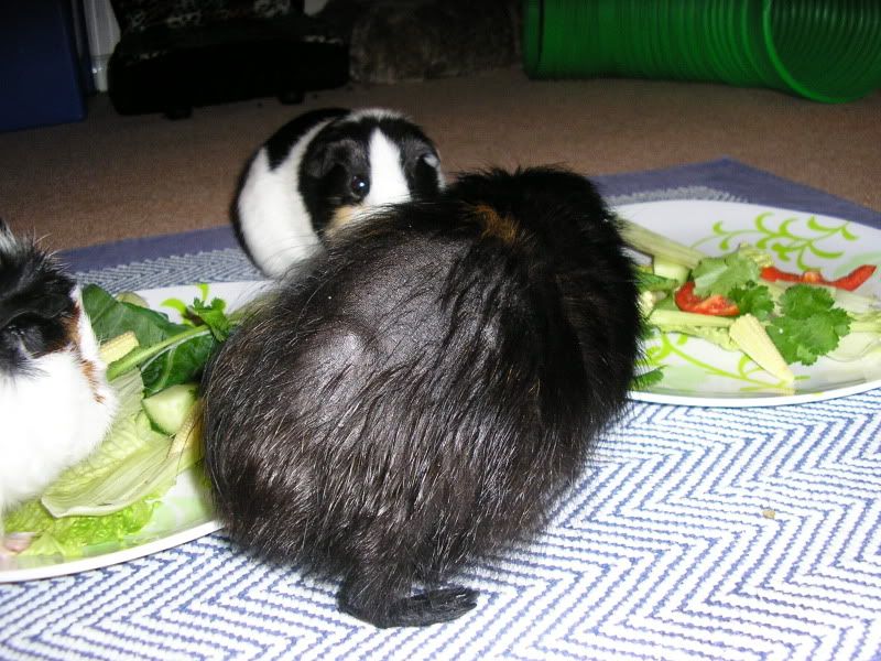 LottieHairlossSept08.jpg