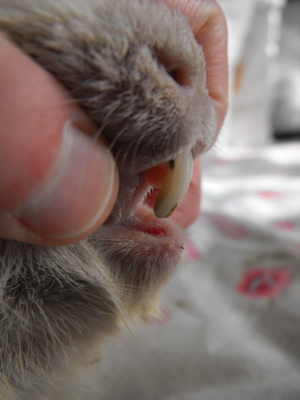 PeggyIncisors19Jun.jpg