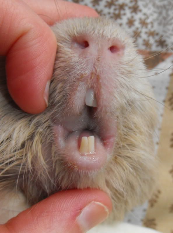 PeggyIncisors29Jul10.jpg