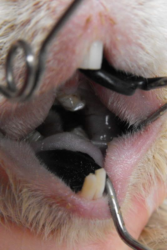 PeggyTeeth29Jul10.jpg