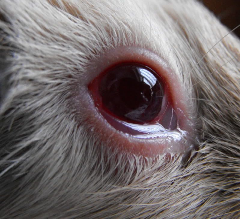 SwollenEye.jpg