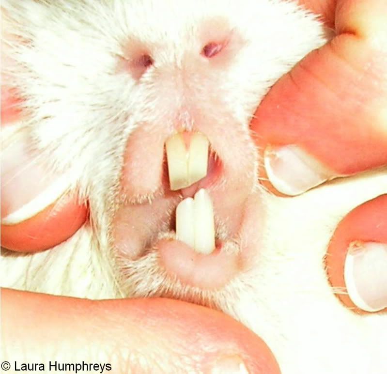 Teethbefore.jpg