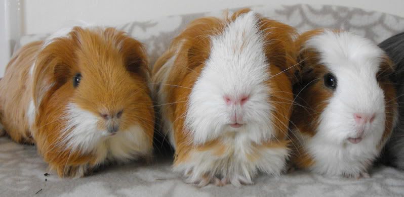 Triplets-ElijahErrolHarry.jpg