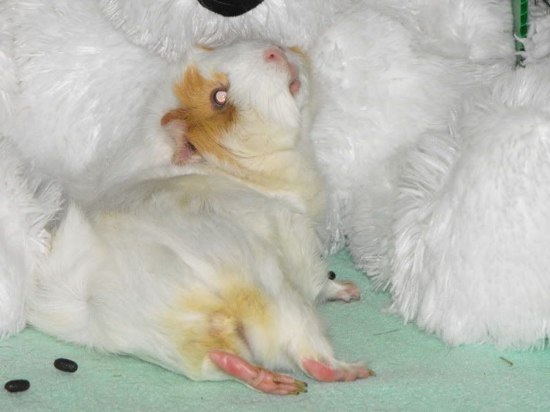 WillaPolarBearSnuggle.jpg